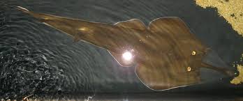 Image result for Glaucostegus cemiculus