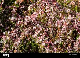 Attēlu rezultāti vaicājumam “Cuscuta epithymum subsp. trifolii flower”