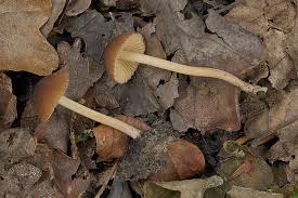 Attēlu rezultāti vaicājumam “Stemonitopsis hyperopta var. landewaldii stalked”