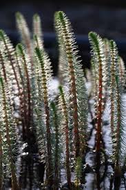 Attēlu rezultāti vaicājumam “Hippuris vulgaris”