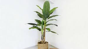 Attēlu rezultāti vaicājumam “Enteridium variabile”