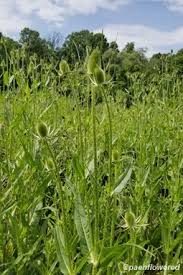 Image result for Dipsacus silvestris