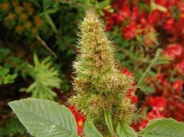 Attēlu rezultāti vaicājumam “Amaranthus retroflexus flower”