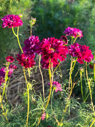 Image result for Cosmos bipinnatus `Double Click`