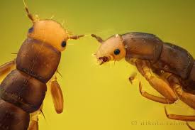 Attēlu rezultāti vaicājumam “Meloe sp. larva”