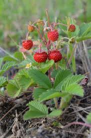 Attēlu rezultāti vaicājumam “Fragaria vesca fruit”