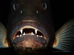 Image result for Lutjanus cyanopterus