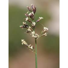 Attēlu rezultāti vaicājumam “Poa compressa”