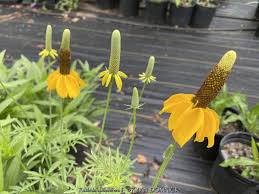 Image result for Ratibida columnifera