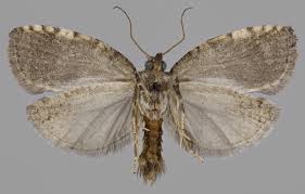 Attēlu rezultāti vaicājumam “Dichelia histrionana”