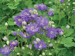 Image result for Aquilegia vulgaris