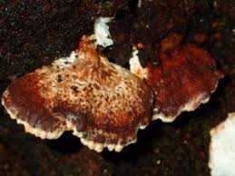 Attēlu rezultāti vaicājumam “Postia”