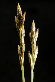 Attēlu rezultāti vaicājumam “Carex digitata bud”