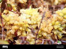 Attēlu rezultāti vaicājumam “Sphagnum papillosum”