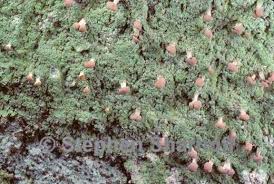 Attēlu rezultāti vaicājumam “Baeomyces rufus”