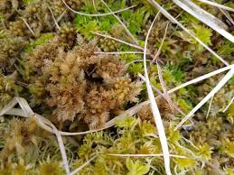 Attēlu rezultāti vaicājumam “Sphagnum papillosum”