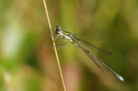 Attēlu rezultāti vaicājumam “Lestes dryas”