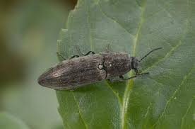 Attēlu rezultāti vaicājumam “Actenicerus sjaelandicus”