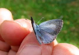 Attēlu rezultāti vaicājumam “Celastrina argiolus underside”