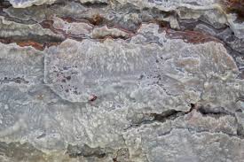 Attēlu rezultāti vaicājumam “Phlebiopsis gigantea”