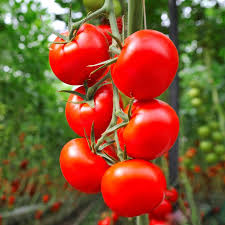 Afbeeldingsresultaat voor bloody butcher tomato