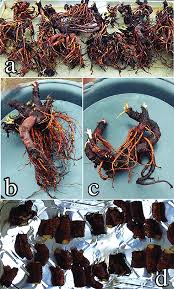 Attēlu rezultāti vaicājumam “Rumex obtusifolius fruit”