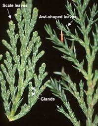 Attēlu rezultāti vaicājumam “Juniperus sabina”