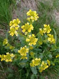 Attēlu rezultāti vaicājumam “Barbarea vulgaris subsp. arcuata flower”