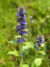 Attēlu rezultāti vaicājumam “Ajuga genevensis flower”