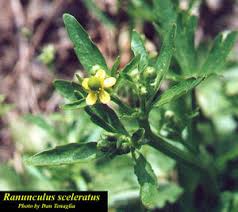 Attēlu rezultāti vaicājumam “Ranunculus sceleratus flower”