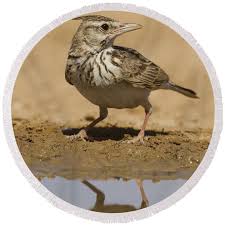 Attēlu rezultāti vaicājumam “Galerida cristata”