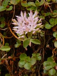 Attēlu rezultāti vaicājumam “Phedimus spurius flower”