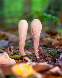 Attēlu rezultāti vaicājumam “Clavariadelphus pistillaris”