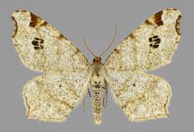 Attēlu rezultāti vaicājumam “Macaria notata”