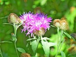 Attēlu rezultāti vaicājumam “Centaurea phrygia”