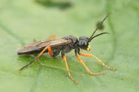 Attēlu rezultāti vaicājumam “Tenthredo mandibularis”