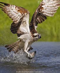 Image result for Pandion haliaetus