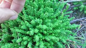 Attēlu rezultāti vaicājumam “Sedum acre leaf”