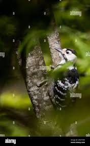 Attēlu rezultāti vaicājumam “Dendrocopos leucotos”