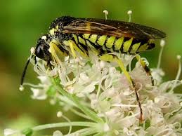 Attēlu rezultāti vaicājumam “Euura brevicornis”