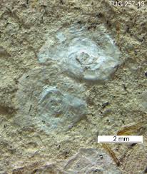 Attēlu rezultāti vaicājumam “Planorbis planorbis”