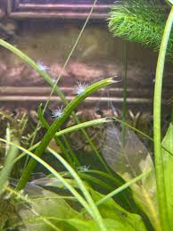 Attēlu rezultāti vaicājumam “Badhamia lilacina spores”