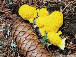 Attēlu rezultāti vaicājumam “myxomicetes”