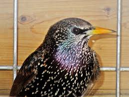 Attēlu rezultāti vaicājumam “Sturnus vulgaris male”