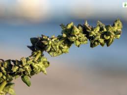 Attēlu rezultāti vaicājumam “Atriplex littoralis leaf”