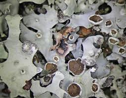 Attēlu rezultāti vaicājumam “Hypotrachyna sp.”