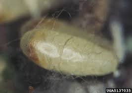 Attēlu rezultāti vaicājumam “Tetropium fuscum”