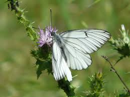 Attēlu rezultāti vaicājumam “Aporia crataegi upperside”