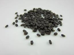 Image result for Ocimum basilicum