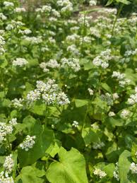 Attēlu rezultāti vaicājumam “Fagopyrum esculentum flower”